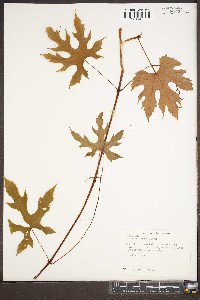 Vitis riparia image