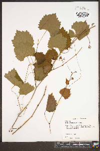 Vitis rotundifolia image