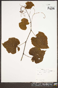 Vitis rotundifolia image