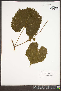 Vitis rotundifolia image