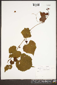 Vitis rotundifolia image