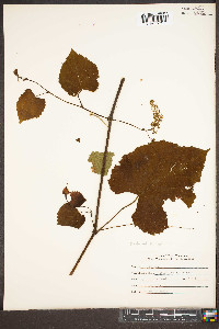 Vitis rupestris image