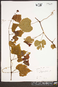 Vitis vulpina image