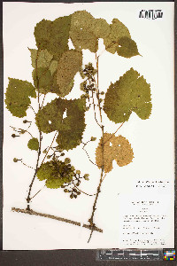 Vitis vulpina image