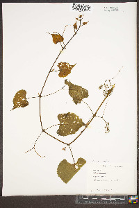 Vitis vulpina image