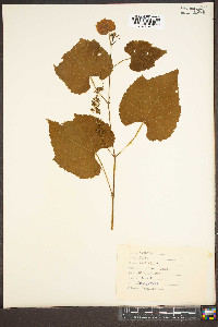 Vitis vulpina image