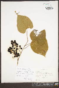 Vitis vulpina image