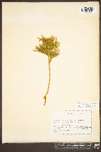 Dendrolycopodium dendroideum image