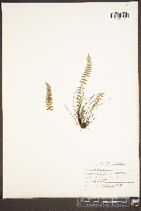 Asplenium resiliens image