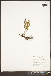 Pleopeltis polypodioides subsp. michauxiana image