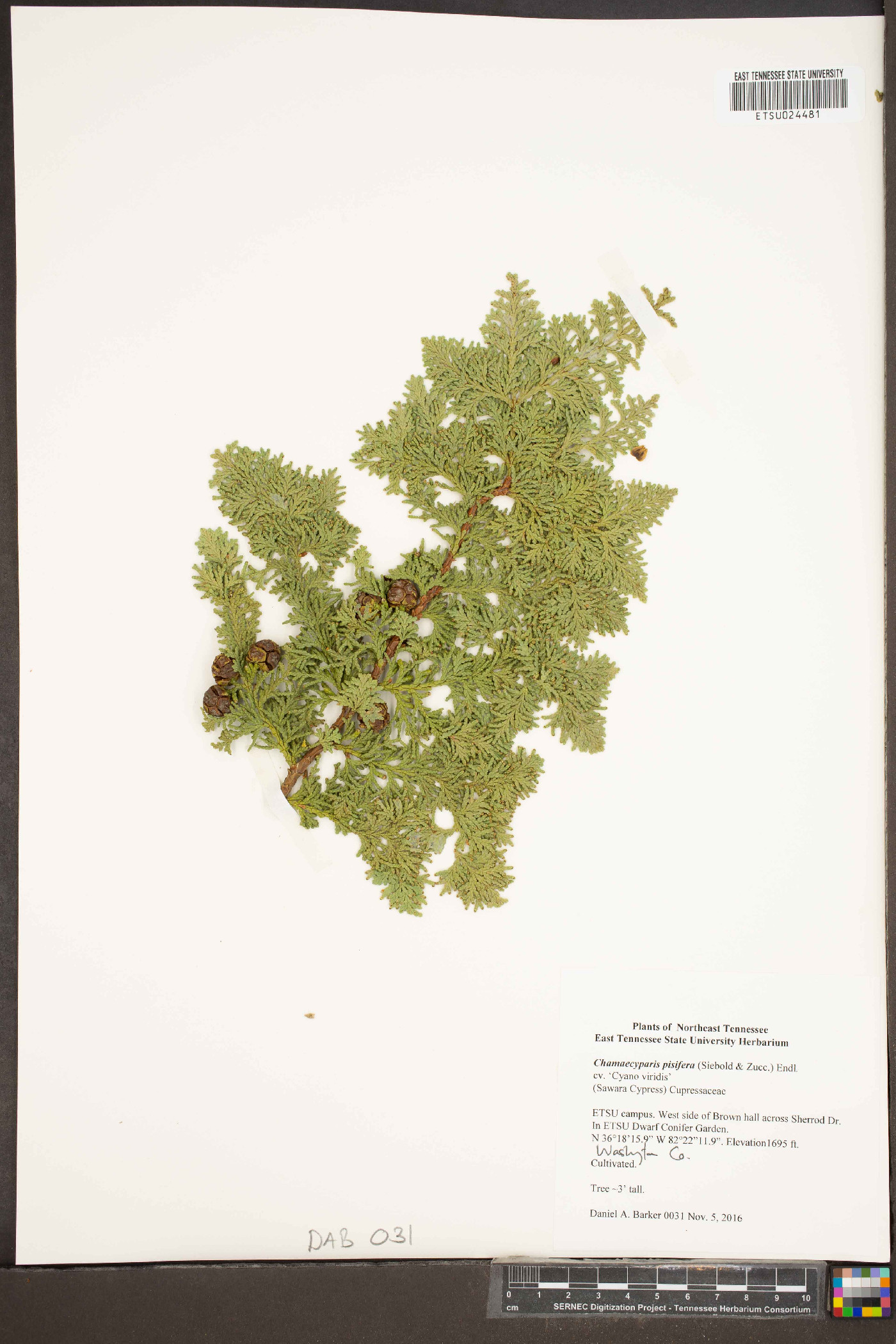 Chamaecyparis pisifera image