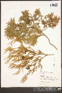 Chamaecyparis pisifera image