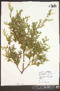 Chamaecyparis thyoides image