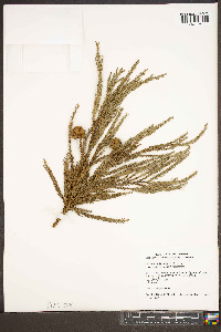 Cryptomeria japonica image