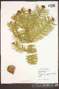 Cunninghamia lanceolata image