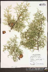 Cupressus arizonica image