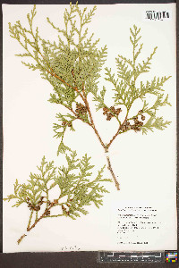 Thuja occidentalis image