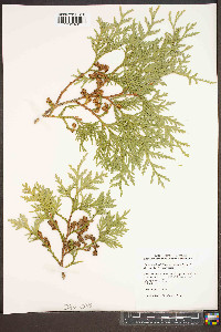 Thuja koraiensis image