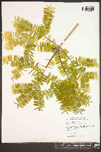 Torreya grandis image