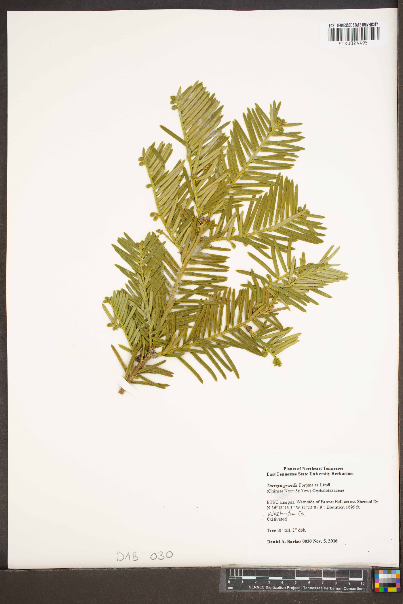 Torreya grandis image