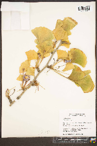 Ginkgo biloba image