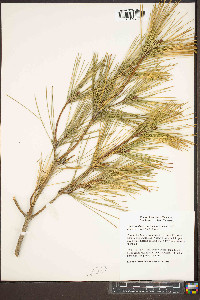 Pinus thunbergii image