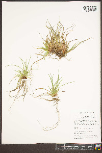 Carex umbellata image