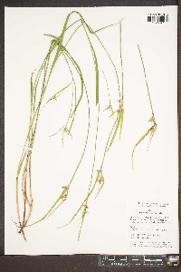 Scleria triglomerata image