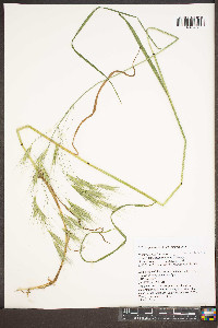 Bromus sterilis image