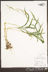 Cinna arundinacea image