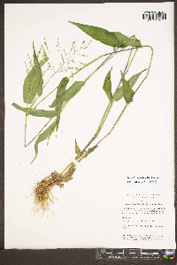 Dichanthelium boscii image