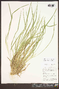 Dichanthelium linearifolium image