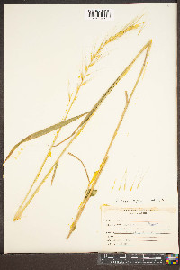 Elymus hystrix image