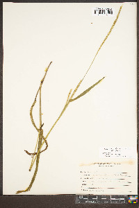 Paspalum setaceum var. setaceum image