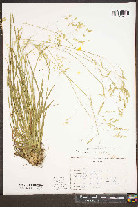 Poa cuspidata image