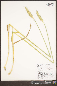 Triticum aestivum image