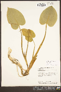 Calla palustris image