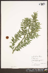 Ruscus aculeatus image