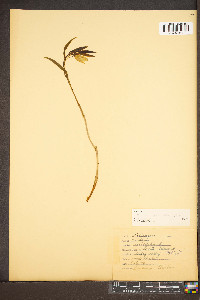 Uvularia pudica image