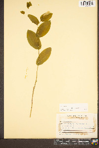 Uvularia perfoliata image