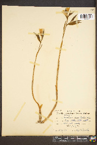 Uvularia sessilifolia image