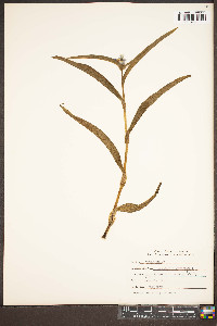 Tradescantia virginiana image