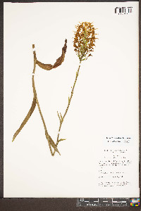 Platanthera ciliaris image