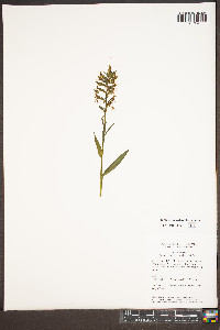 Platanthera lacera image