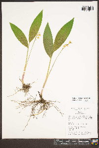 Convallaria majalis image