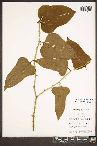 Smilax bona-nox image