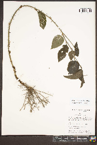 Smilax tamnoides image