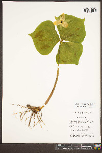 Trillium erectum image