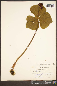 Trillium sulcatum image