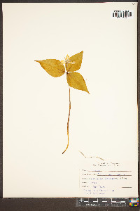 Trillium undulatum image